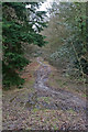 Path in Lord's Wood in SO16 8HT