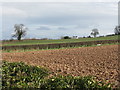 Fields South Of Moor Court Farm in HR1 3JB