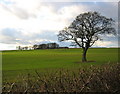 Field and tree in NE61 3FR