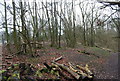 Coppiced woodland by the Hangers Way, Oakshott Hanger in GU33 6LP