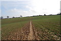 Footpath across a chalk field in GU32 1DB