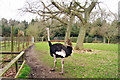 Ostrich at Birdworld in GU10 4LG