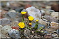 Coltsfoot (Tussilago farfara) in DD8 3RY