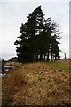 Clump of coniferous trees, South Esk in DD8 3RY