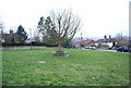 Tree in the middle of the village green, Hawkley in GU33 6NG