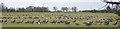 Barnacle Geese in fields near Caerlaverock in DG1 4RT