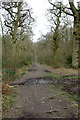 Pathway in Ryton Wood in CV8 3BG