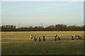 Field of Sheep on Puriton Level in TA7 8BY