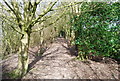 Footpath through the woods near Hartley Mauditt in GU34 3BP