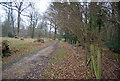 Footpath through Coombe Woods in GU34 3BU