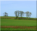 2009 : Farmland and trees near Stanton Wick in BS39 4BX