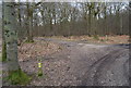 Footpath junction, Blean Wood in CT2 9JN