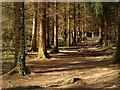 Path through the conifers, Parke in TQ13 9LH