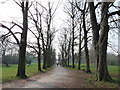 Path Through the Trees at Morden Hall in CR4 4DG