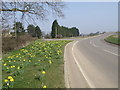 Spring time near Stibbington in PE8 6LP