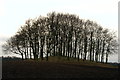 Tree covered mound in field, looking south from the B9127 in DD8 2NG