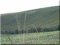 Fields in the shadow of the White Horse in SN9 5JE