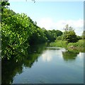 River Avon near Hale House in SP6 2AN