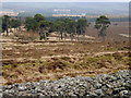 Ramparts and Scots Pine, the White Caterthun. in DD9 7RL