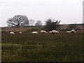 Rough grazing in Llanddeiniolen Community