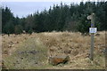Footpath enters forest in NE48 3BP