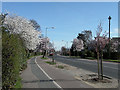 Spring blossom on Milton Road in CB4 2JN