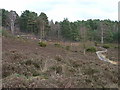 Heathland near Sandhurst in GU47 8QS