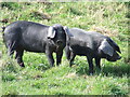 Large Black Pigs in IP8 3NS