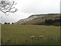 Sheep pasture below Skiddaw in G63 0LP