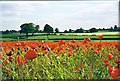 Cornfield poppies near Boroughbridge in Boroughbridge