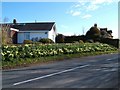 Spring time on Langholm road in DG11 2HT