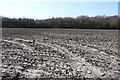 Field and Copse near Owermoigne in DT2 8DR