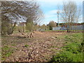 Clearing and coppicing in the corner of Power Park in WR5 3TX