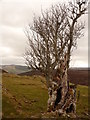 Ancient rowan tree at site of old croft on  ridge above Divach in IV63 6XW