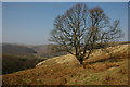 Oak on Cefn Ystrad ffin in SA20 0PG