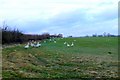Geese at Goose Slade Farm in BA22 9QN