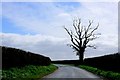 Dead tree near Brook Green in TA19 9JB