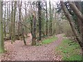 Path divides in Churchdown Wood in DA3 7QR