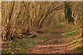 Bridleway to Brimpton in RG7 4SG