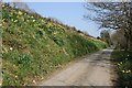 Country Lane with Daffodils in PL12 6RH