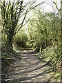 The Path runs through some light woodland, College Lake in HP23 5HF