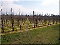 Footpath through Orchard in DA13 9AY