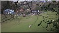 Pitlands Farm near Thursley with sheep in field in GU8 6QJ