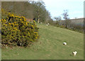 Gorse and grazing east of Cellan, Ceredigion in SA48 8JD