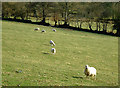 Sheep grazing near Cellan, Ceredigion in SA48 8JD