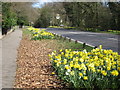 Roadside daffodils on Warley Road at Headley Common in CM14 5LH
