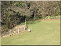 Fields and woodland near Rudry in Rudry Community