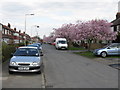 Reddish - Blossom Time on Wordsworth Road in M19 3JU