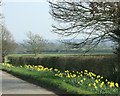 2009 : A fine display of daffodils on Spiers Piece in BA14 6HB