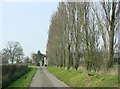 2009 : Lombardy poplars near Spiers Piece Farm in BA14 6HQ